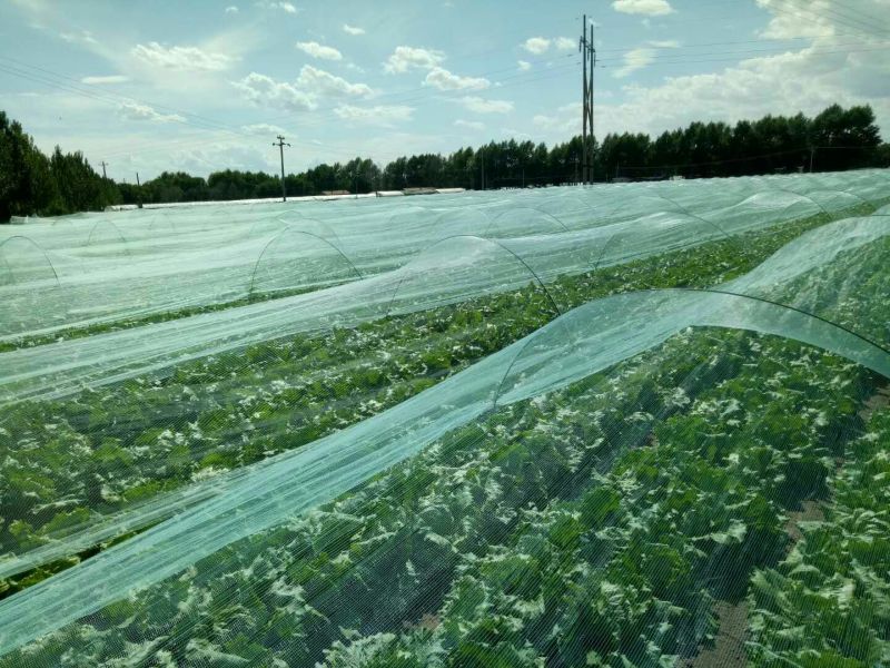 苦菊，叶菜大量上市