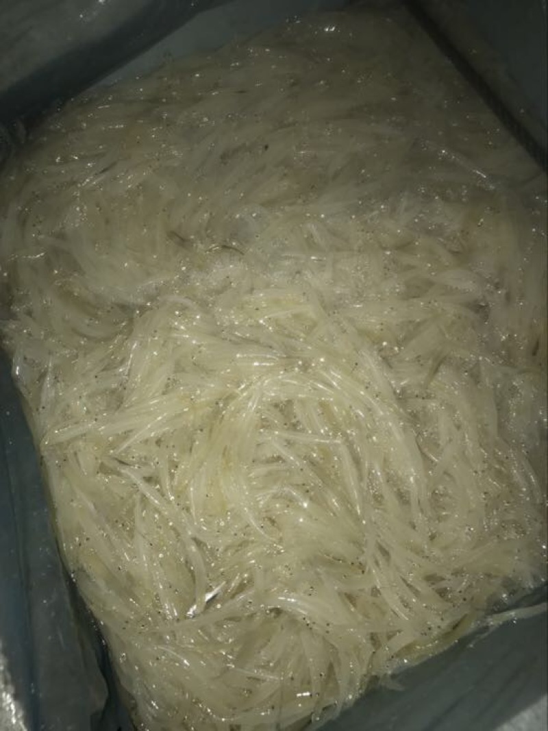 大银鱼冰鲜鱼大银鱼