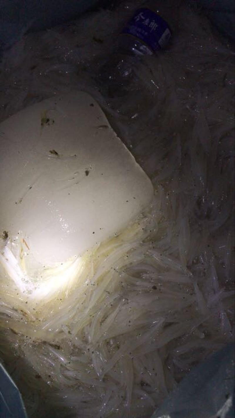 大银鱼冰鲜鱼大银鱼