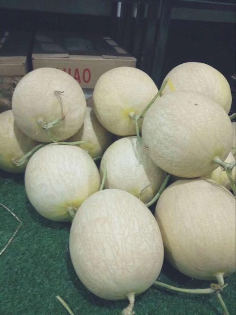 甘肃小蜜晓蜜25号哈密瓜西州蜜17哈密瓜万亩种植基地
