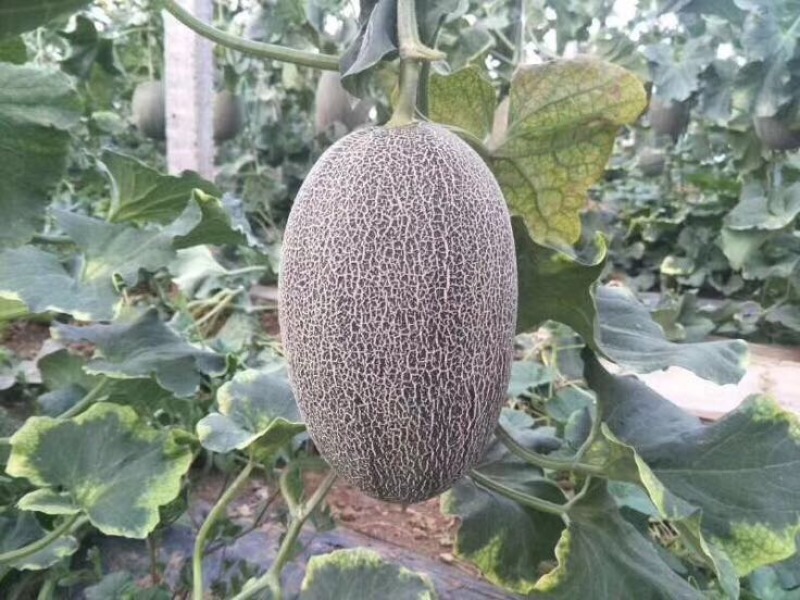 甘肃小蜜晓蜜25号哈密瓜西州蜜17哈密瓜万亩种植基地