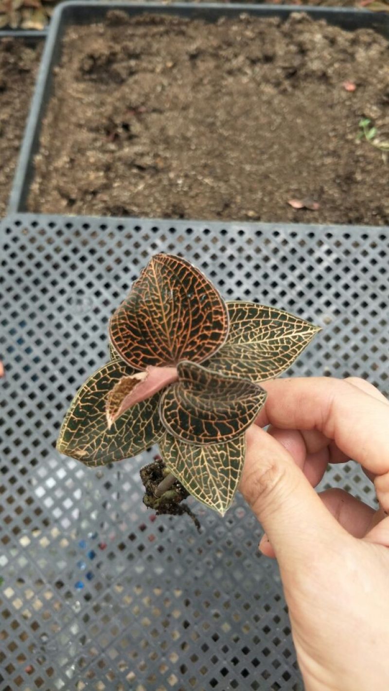 【闽之宝】金线莲本地金线莲种植鲜品