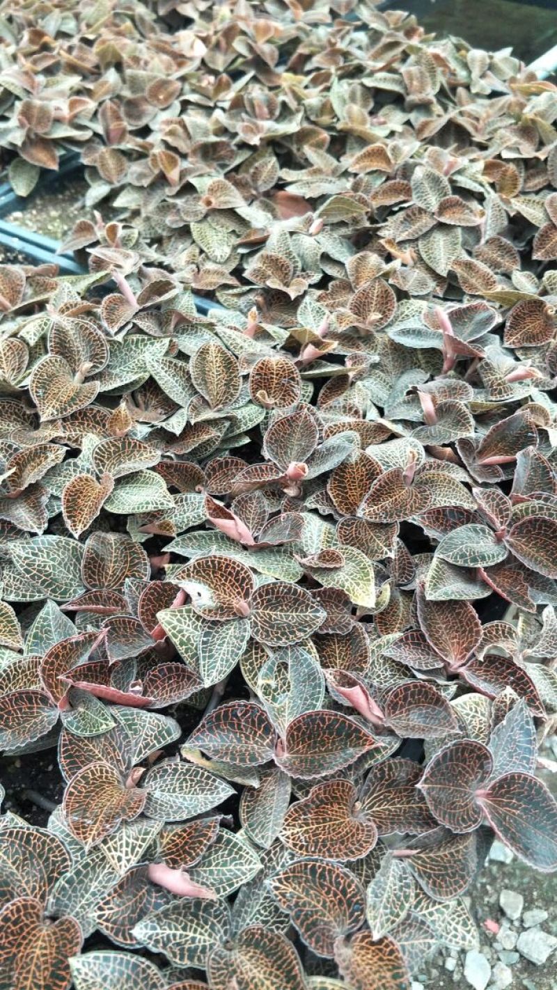 【闽之宝】金线莲本地金线莲种植鲜品
