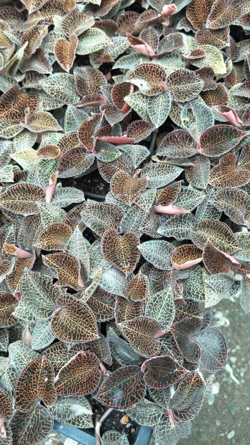 【闽之宝】金线莲本地金线莲种植鲜品