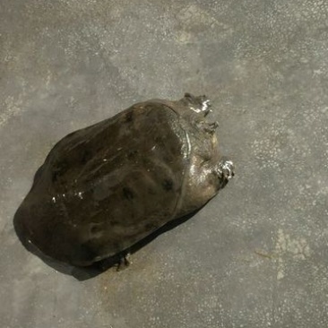 纯野生甲鱼
