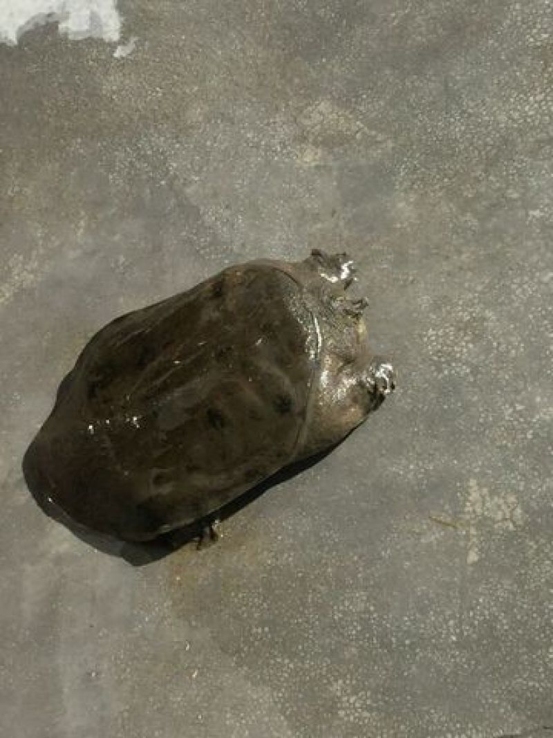 纯野生甲鱼