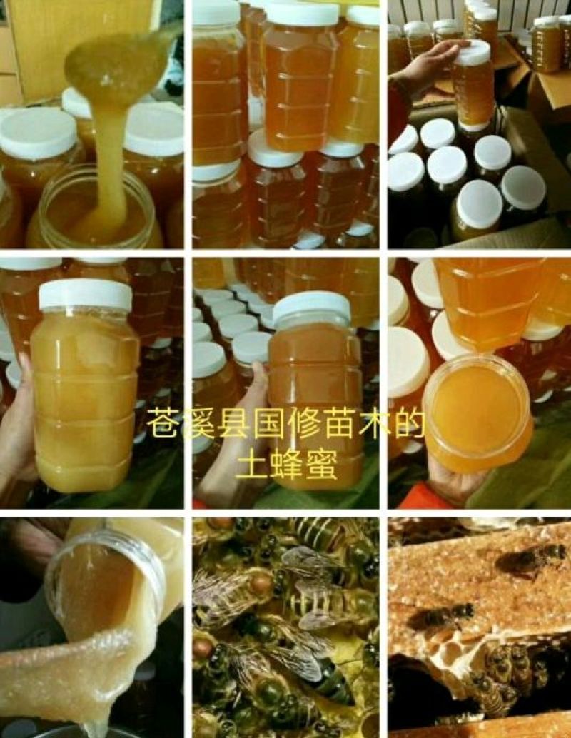 百花蜜油菜花蜜土蜂蜜包邮农家自家养殖销售