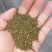 吴茱萸