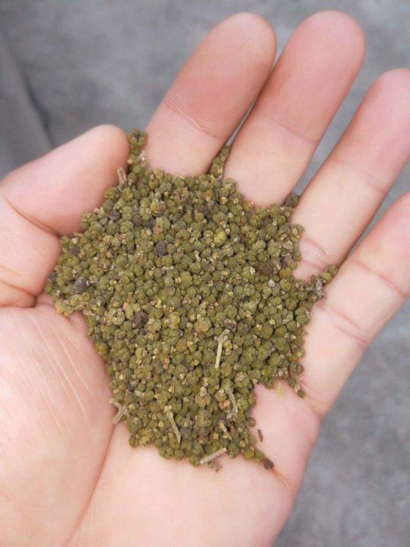 吴茱萸