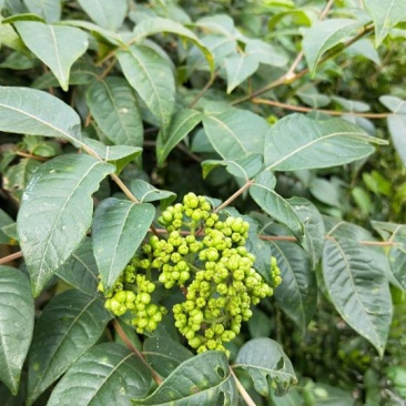 吴茱萸