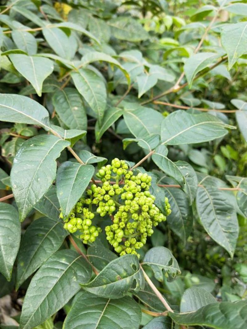 吴茱萸
