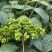 吴茱萸