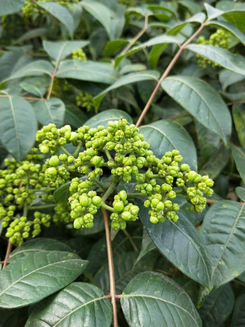 吴茱萸