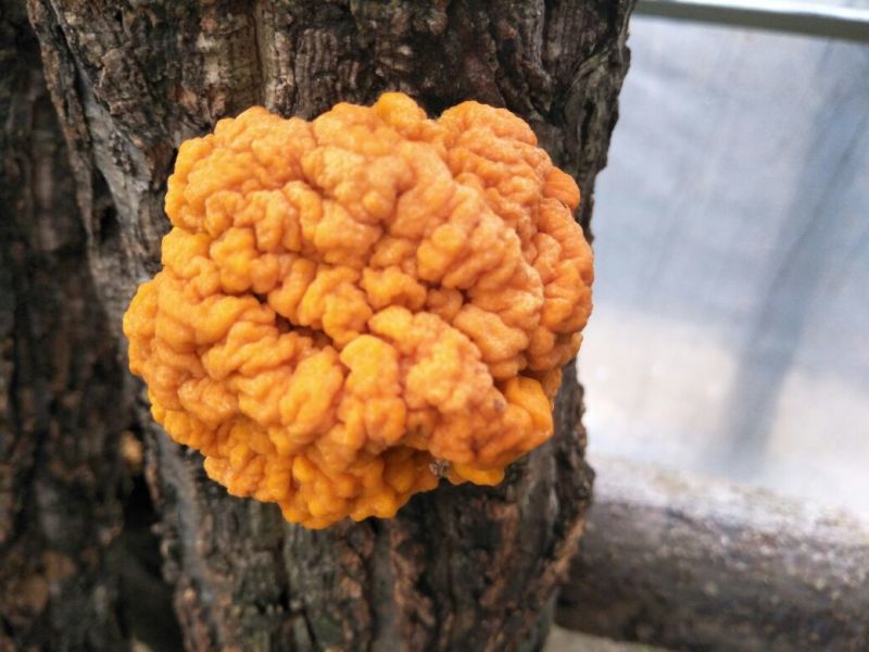 农家自种金木耳个头大色泽金黄有大量货