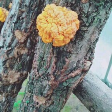 农家自种金木耳个头大色泽金黄有大量货