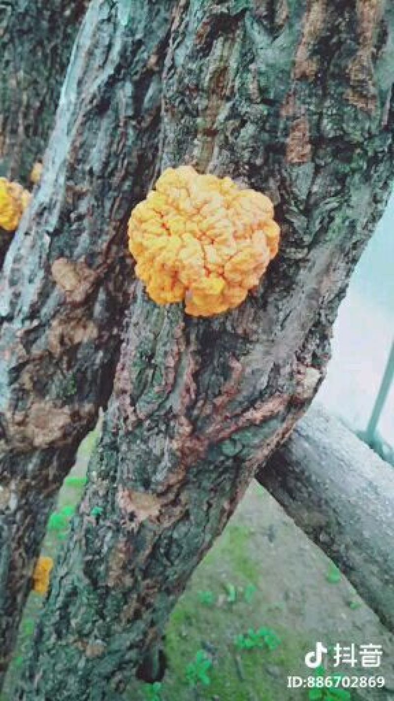 农家自种金木耳个头大色泽金黄有大量货