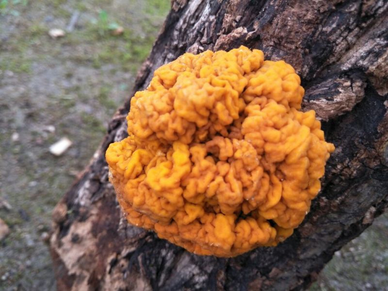农家自种金木耳个头大色泽金黄有大量货