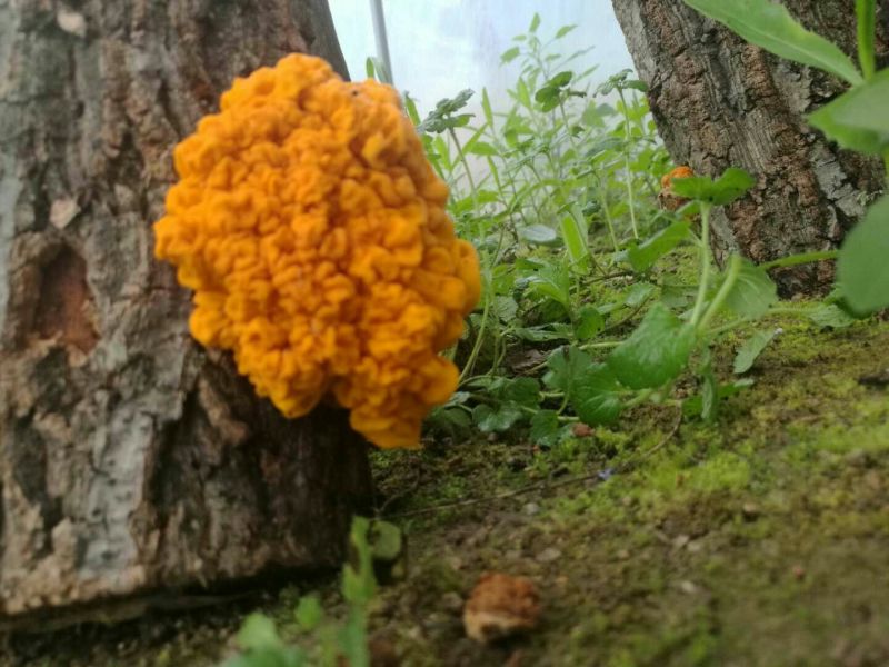 农家自种金木耳个头大色泽金黄有大量货