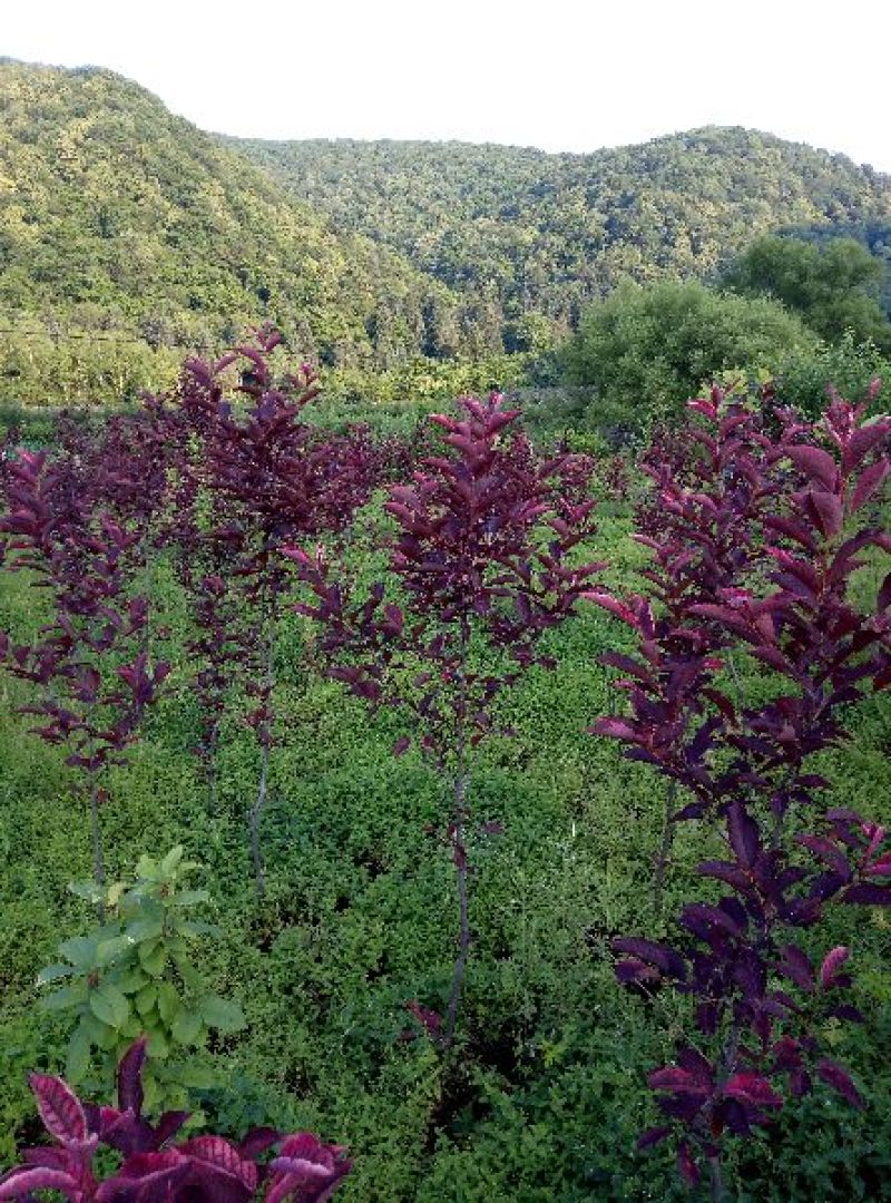 紫叶(红叶)稠李小景观树