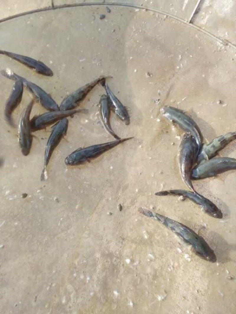 正宗纯种泰国笋壳鱼鱼苗杂交笋壳鱼苗淡水鱼苗