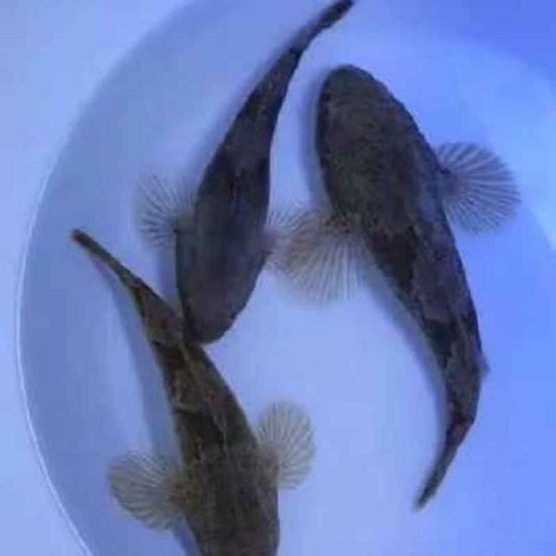 正宗纯种泰国笋壳鱼鱼苗杂交笋壳鱼苗淡水鱼苗
