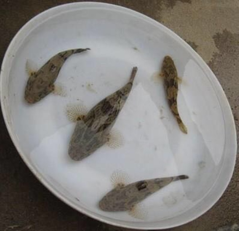 正宗纯种泰国笋壳鱼鱼苗杂交笋壳鱼苗淡水鱼苗