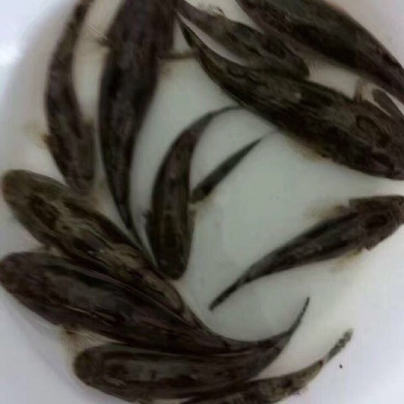 正宗纯种泰国笋壳鱼鱼苗杂交笋壳鱼苗淡水鱼苗