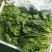 精品菠菜大量上市中货源充足欢迎咨询！