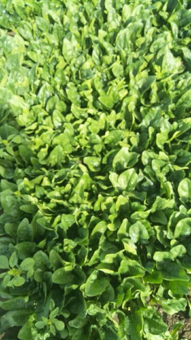 精品菠菜大量上市中货源充足欢迎咨询！