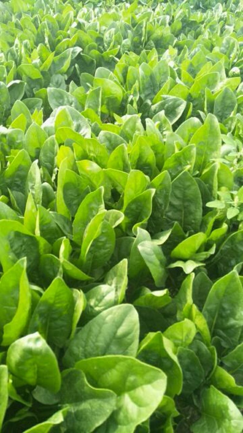 精品菠菜大量上市中货源充足欢迎咨询！
