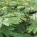 通草苗湖南湘西大通草苗质量保证可线上交易20-50cm