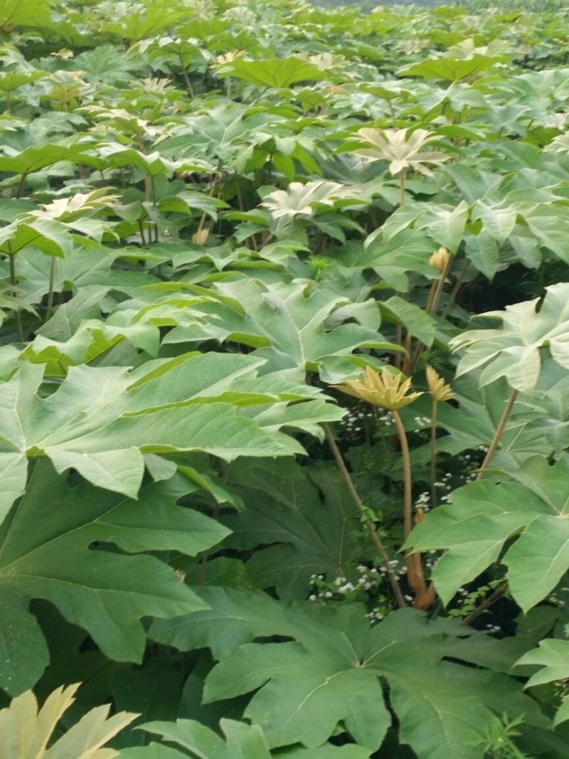 通草苗湖南湘西大通草苗质量保证可线上交易20-50cm