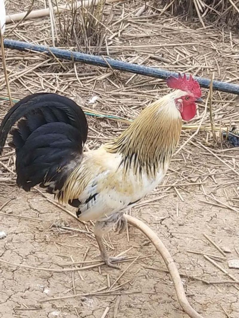 鹊山鸡苗珍珠鸡苗贵妃鸡苗芦花鸡苗适合放养