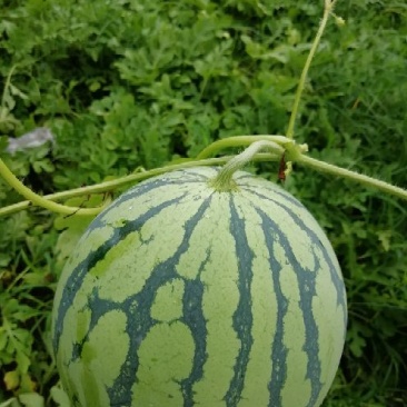 慈溪海边种植，西瓜，品种有8424.浙密八号等
