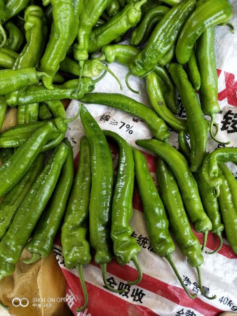 泡椒