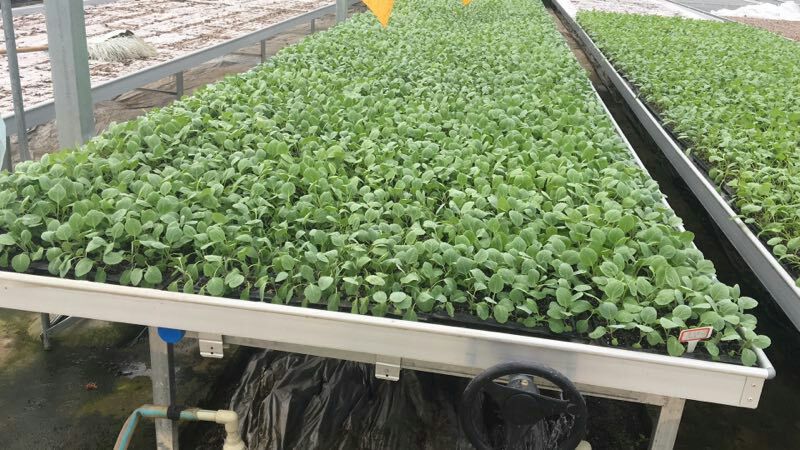 计划外鸡心白菜苗子