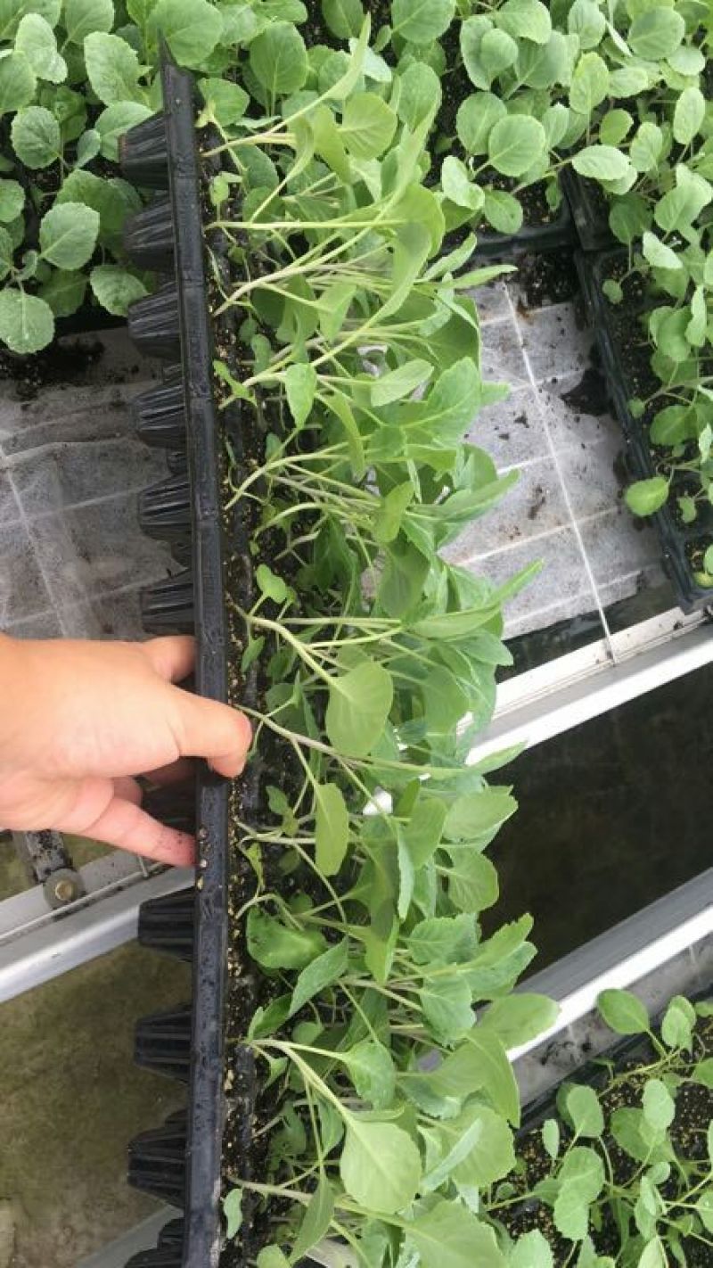 计划外鸡心白菜苗子