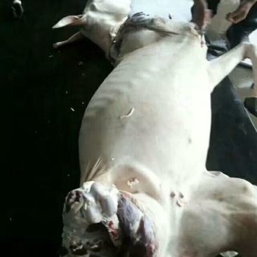 驴肉