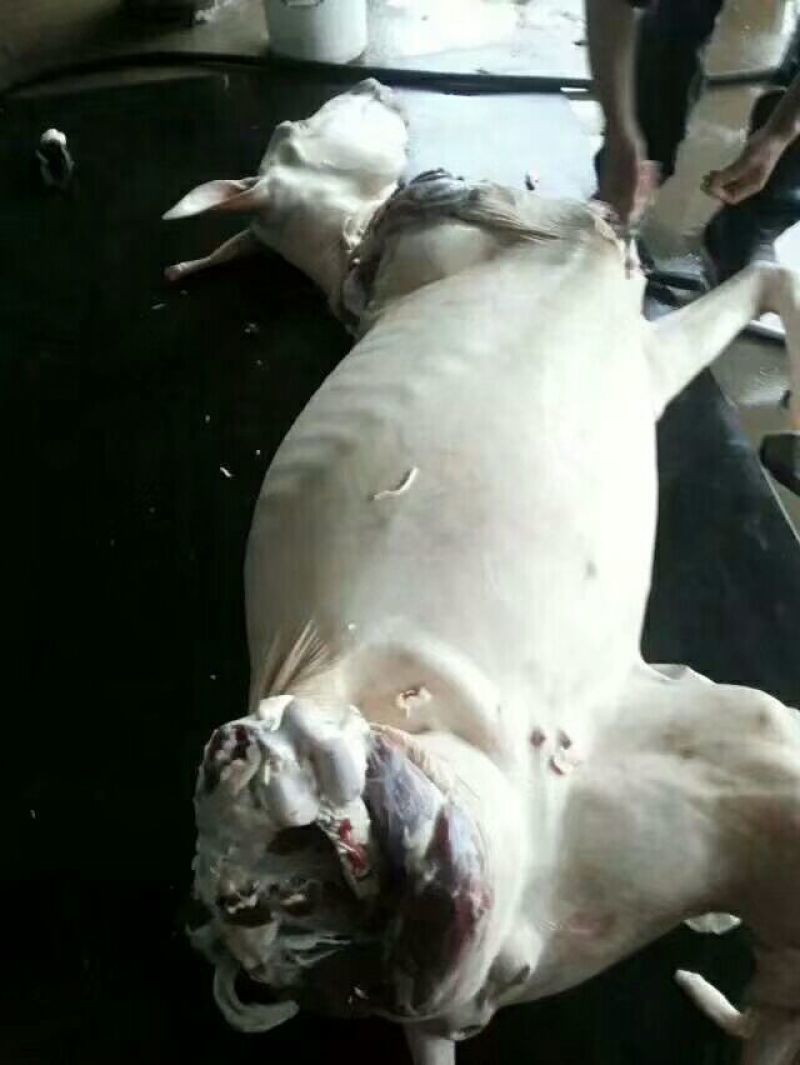 驴肉