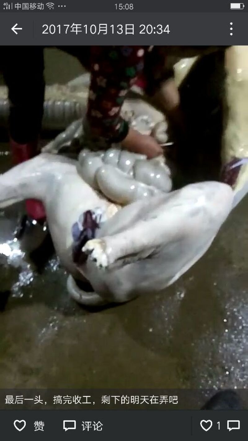 驴肉