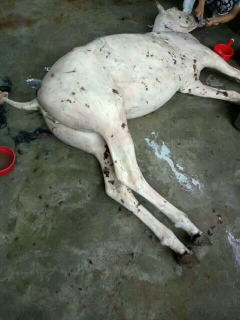 驴肉