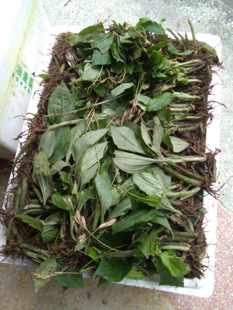 【保质保量】野生小叶见血清，矮儿胖鲜货包邮，量大