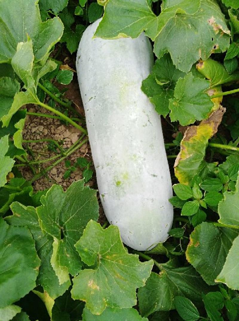 白皮冬瓜30斤以上地冬瓜，麦拜铺地，条形好霜浓