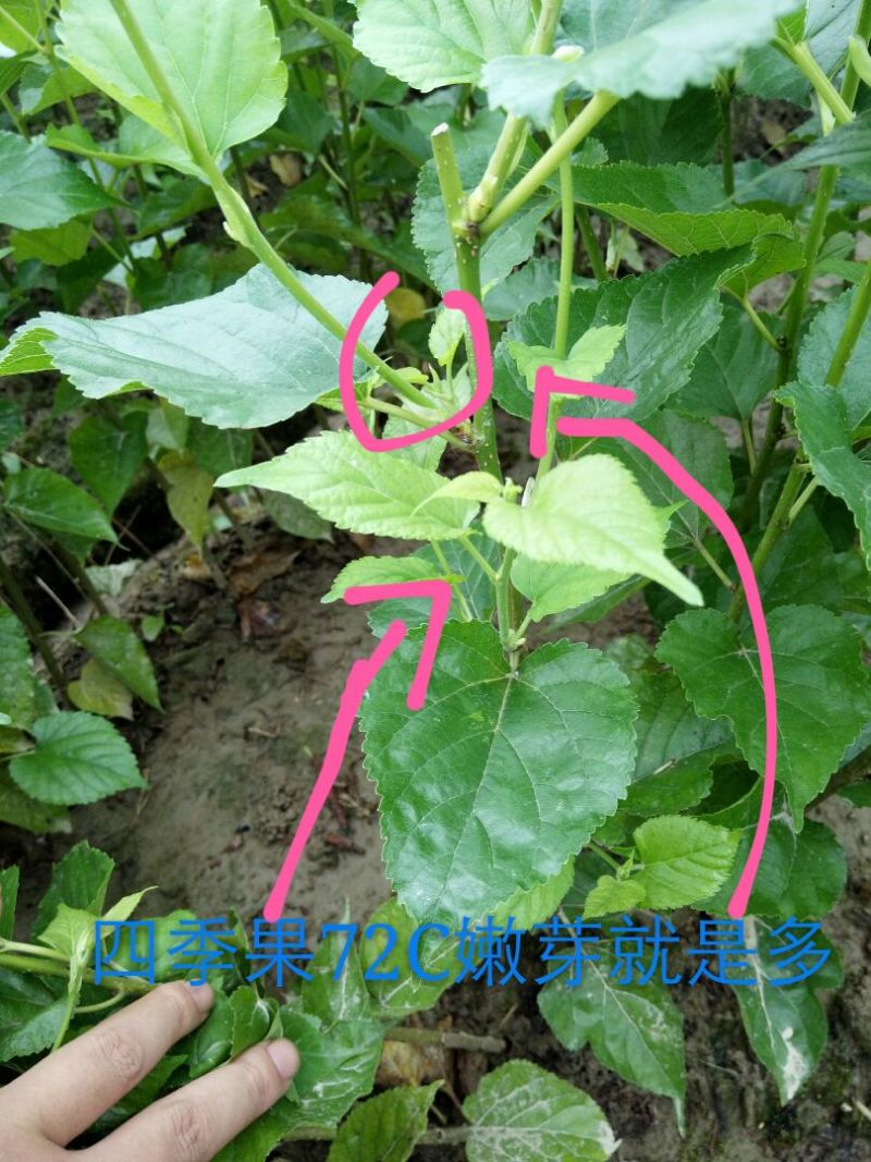 台湾四季果大果桑苗现挖苗100%嫁接苗产量高好管理
