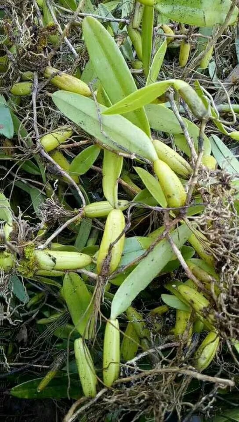 石橄榄