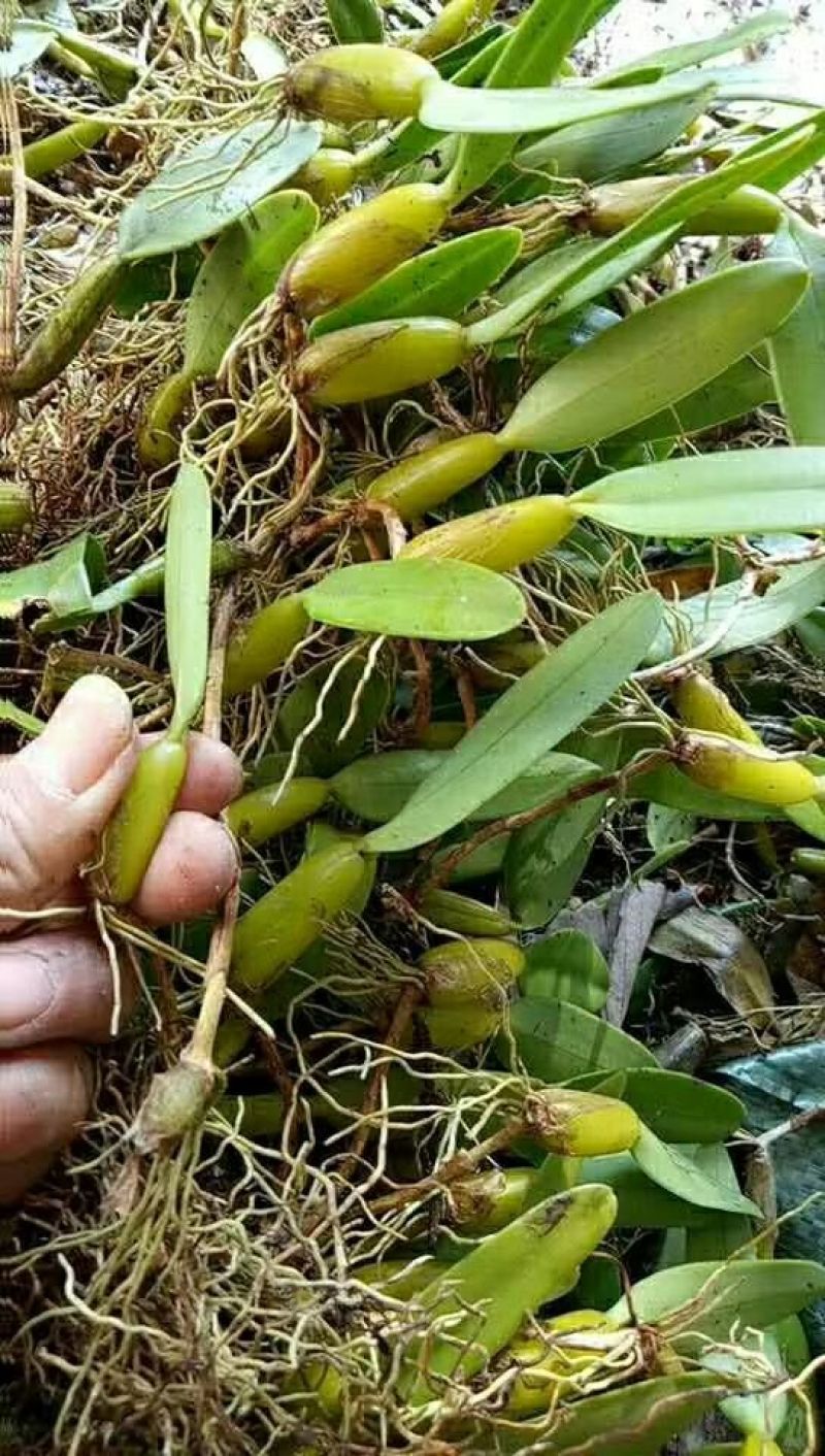 石橄榄