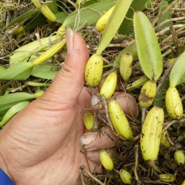 石橄榄