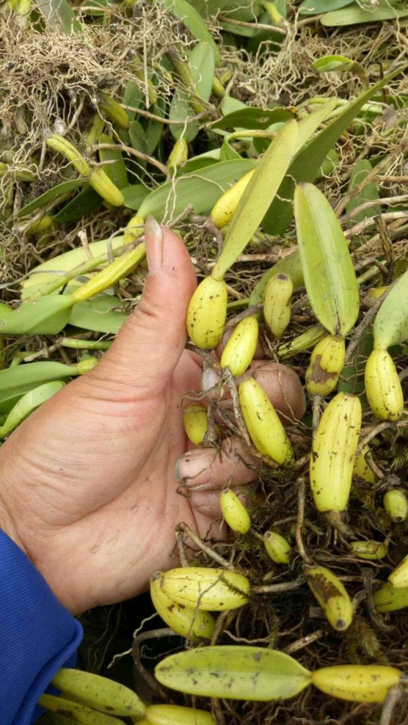 石橄榄