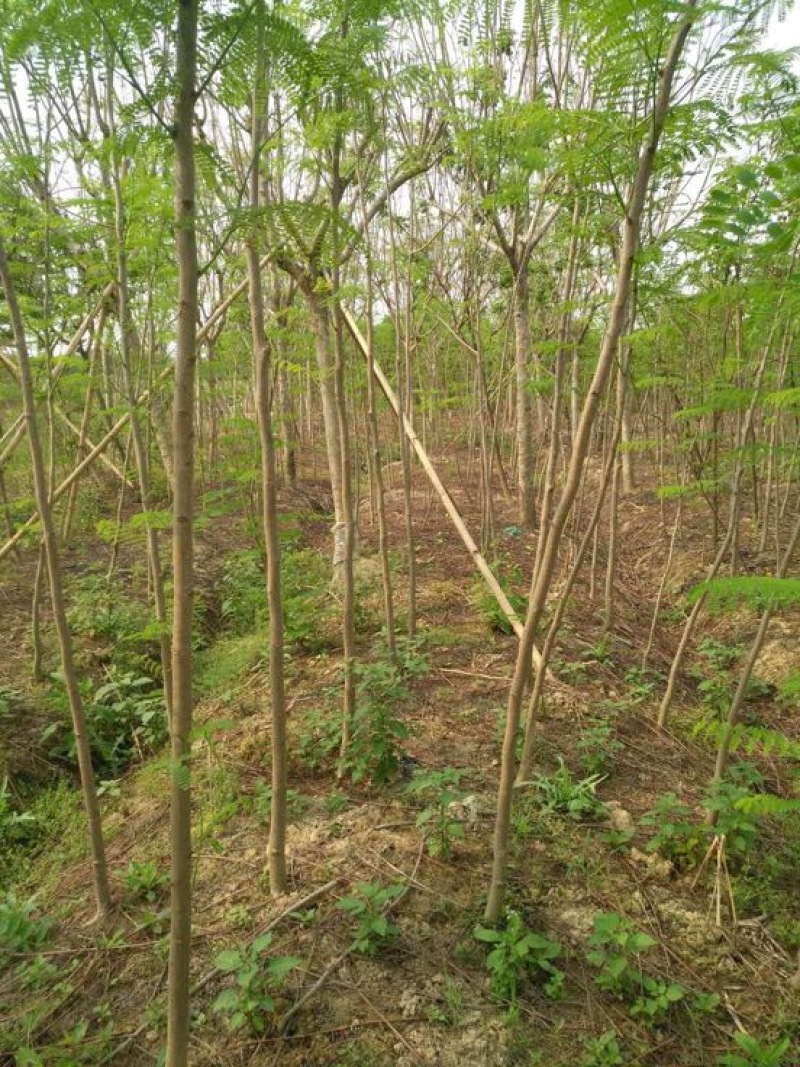 凤凰树2~4cm0.5~1m
