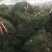 马尼拉